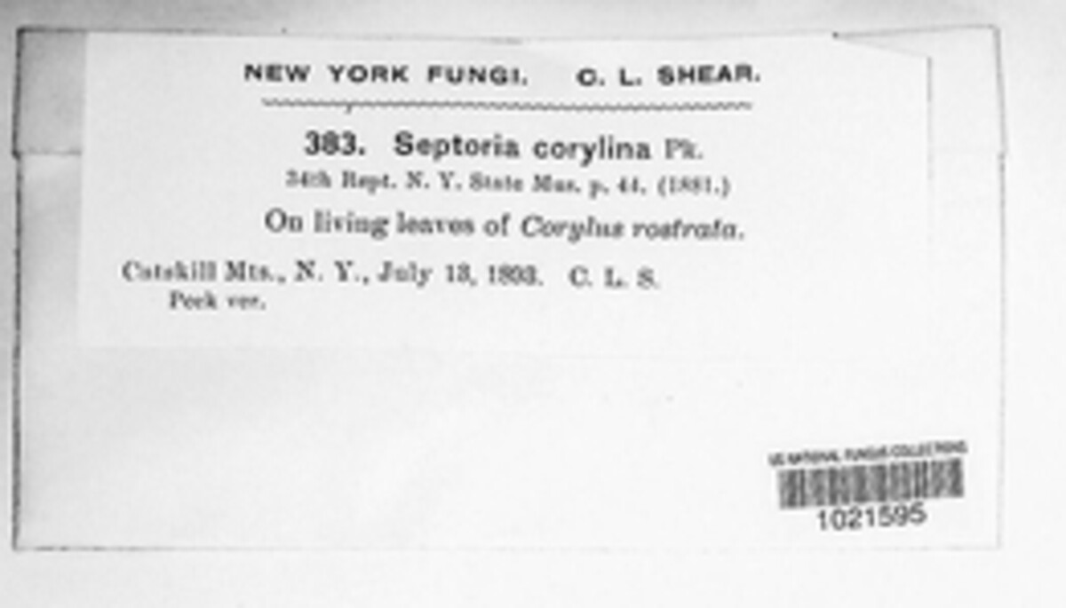 Septoria corylina image